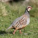 Red-legged Partridge - Photo (c) jerry2018, some rights reserved (CC BY), uploaded by jerry2018