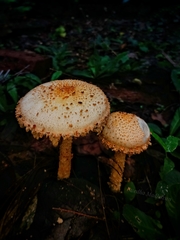 Saproamanita flavofloccosa