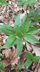 Cardamine enneaphyllos