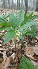 Cardamine enneaphyllos