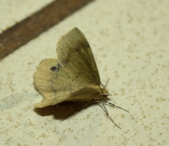 Lhommeia aediphlebia