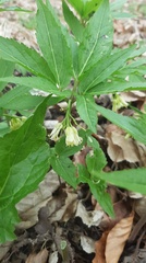 Cardamine enneaphyllos
