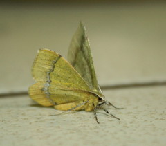 Lhommeia aediphlebia
