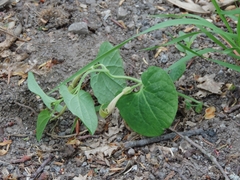 Aristolochia lutea