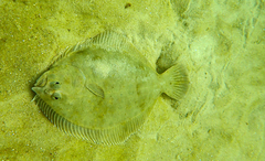 Rhombosolea tapirina