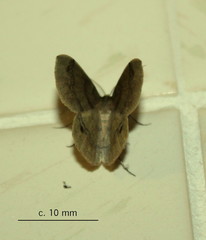 Lhommeia aediphlebia