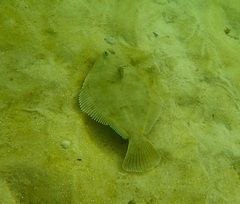 Rhombosolea tapirina