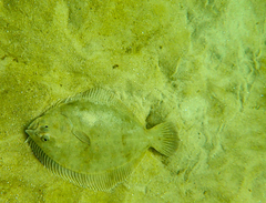 Rhombosolea tapirina