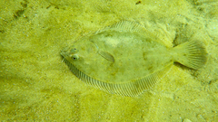 Rhombosolea tapirina