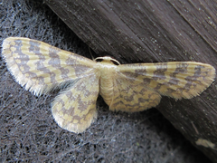 Idaea auricruda