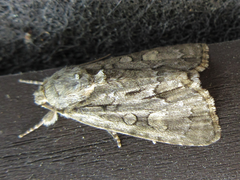 Acronicta adaucta