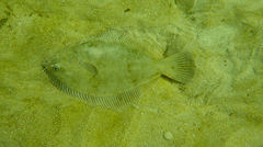 Rhombosolea tapirina