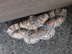 Satoblephara parvularia