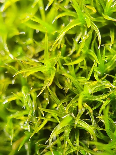 Image of Grimmia hartmanii by no rights reserved