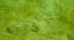 Rhombosolea tapirina