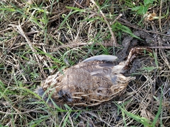 Coturnix japonica