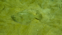 Rhombosolea tapirina