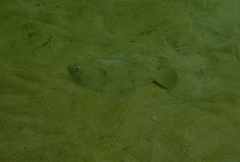 Rhombosolea tapirina