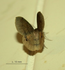 Lhommeia aediphlebia