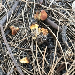 Amanita xanthocephala