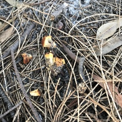 Amanita xanthocephala