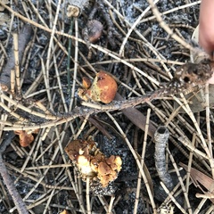Amanita xanthocephala