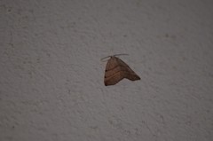 Drepanulatrix bifilata