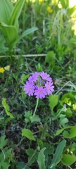 Primula farinosa