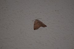 Drepanulatrix bifilata