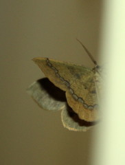 Lhommeia aediphlebia
