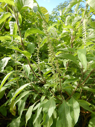 African Basil