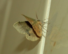 Lhommeia aediphlebia