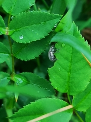 Polydrusus tereticollis