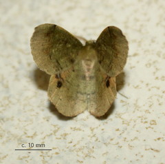 Lhommeia aediphlebia