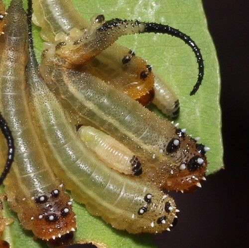 Eucalyptus variegated beetle photo 2
