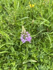 Dactylorhiza fuchsii