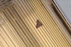 Hemeroplanis historialis