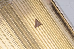 Hemeroplanis historialis