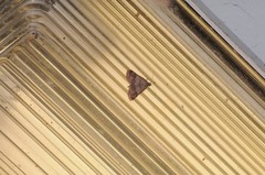 Hemeroplanis historialis