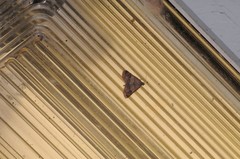 Hemeroplanis historialis