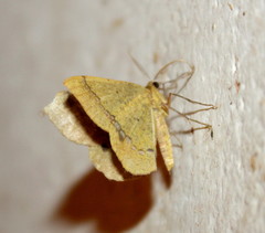 Lhommeia aediphlebia