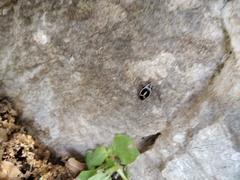 Phyllodromica marginata