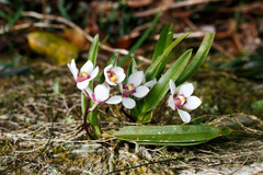 Sarcochilus fitzgeraldii