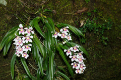 Sarcochilus fitzgeraldii