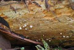 Marasmiellus affixus