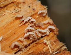 Marasmiellus affixus