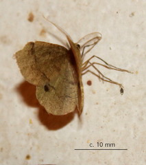 Lhommeia aediphlebia