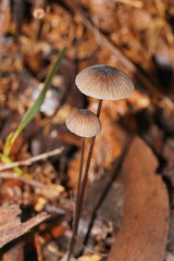 Mycena cystidiosa
