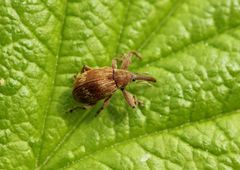 Anthonomus rectirostris