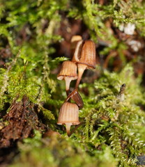 Mycena mamaku